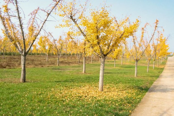 西安公墓一般在哪里購(gòu)買-購(gòu)墓流程