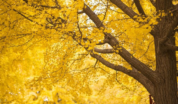 西安壽陽山墓園電話號碼查詢