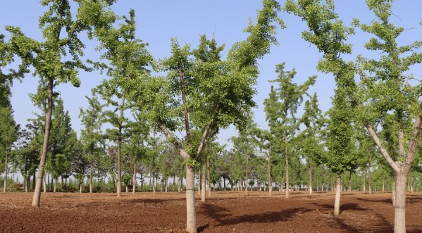 鳳棲山墓園提供專業(yè)、人 性化、溫馨化的殯葬服務(wù)