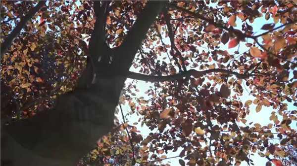 西安墓園哪里好？依山傍水-免費(fèi)接送看墓